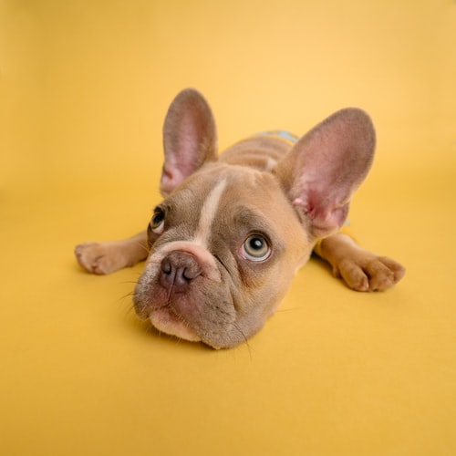 cachorro 1