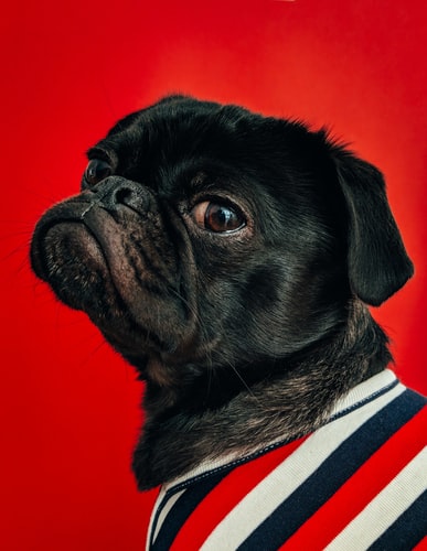 cachorro 4