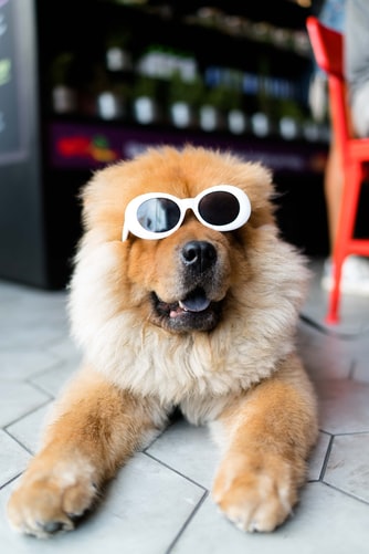 cachorro 8