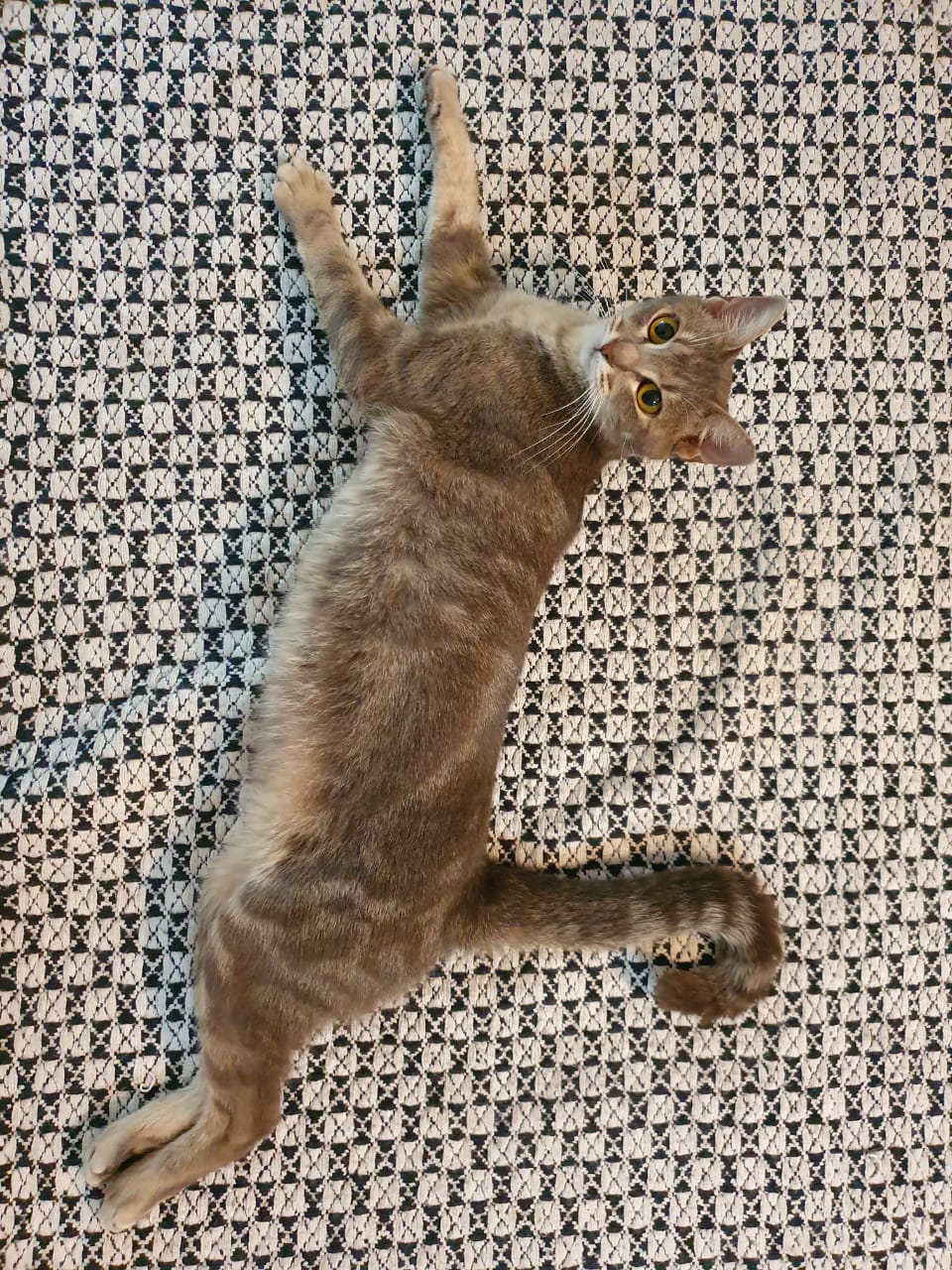 gato 1