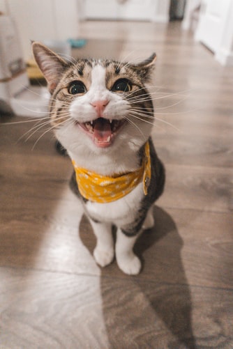 gato 2