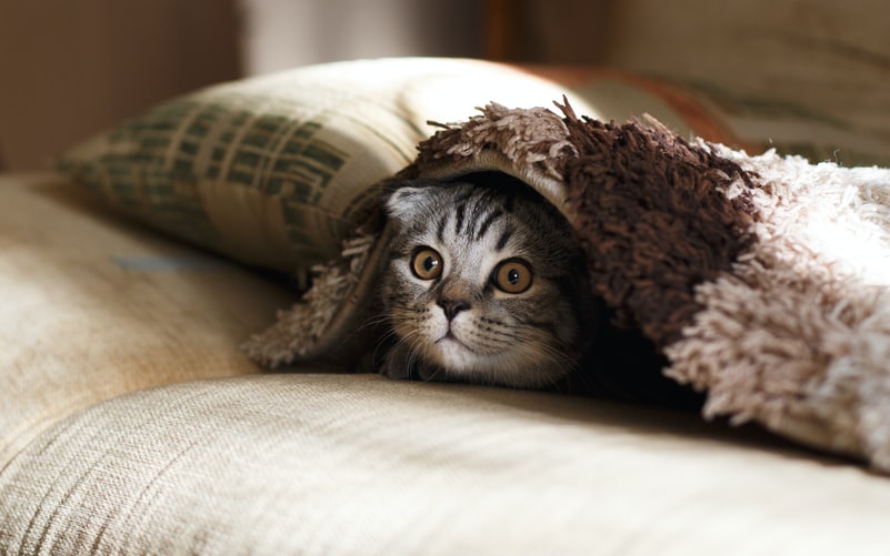gato 3